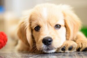 Best Friends Forever The Story of a Pup and His Boy