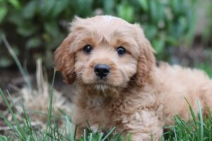 Caring for Your Puppy From Paws to Tail