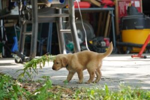 From Puppy to Dog The Transformation Journey