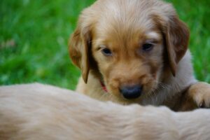 How to Care for Your First Puppy