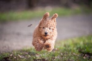How to Choose the Perfect Puppy for Your Family