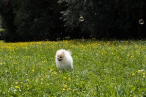Lost and Found A Puppy’s Journey
