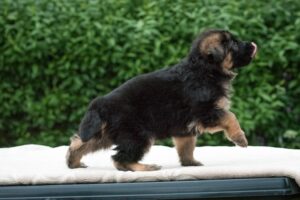 My Best Friend Is a Puppy