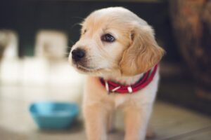 My Best Friend is a Puppy