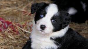 My First Puppy A Beginner’s Guide
