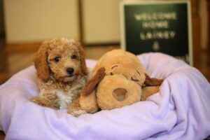 My First Puppy A New Beginning