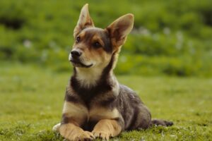 Puppies and Their Paws A Fun Exploration