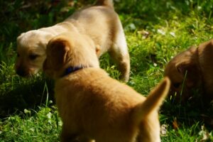 Puppies in the Park Tales of Fun and Mischief