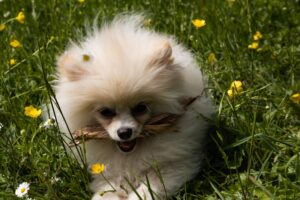 Puppy Dreams Sweet Tales of Slumber