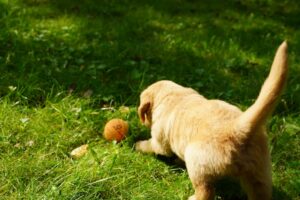 The Brave Little Puppy