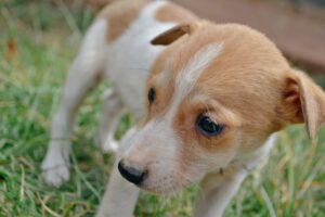 The Lost Puppy and the Big Journey Home