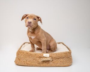 The Puppy Diaries Chronicles of a Fluffy Friend