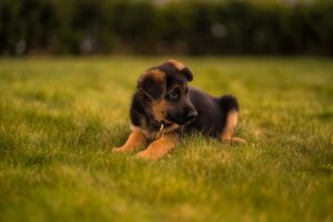 The Puppy Who Saved the Day