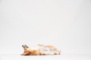 The Secret Life of Puppies